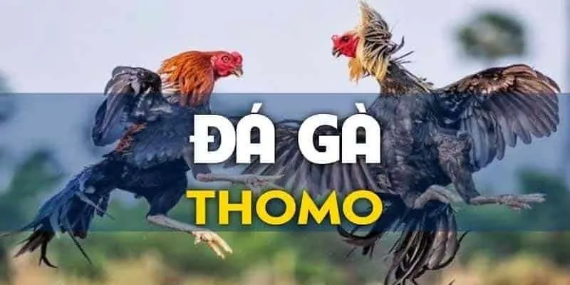 Đá gà thomo campuchia là gì?